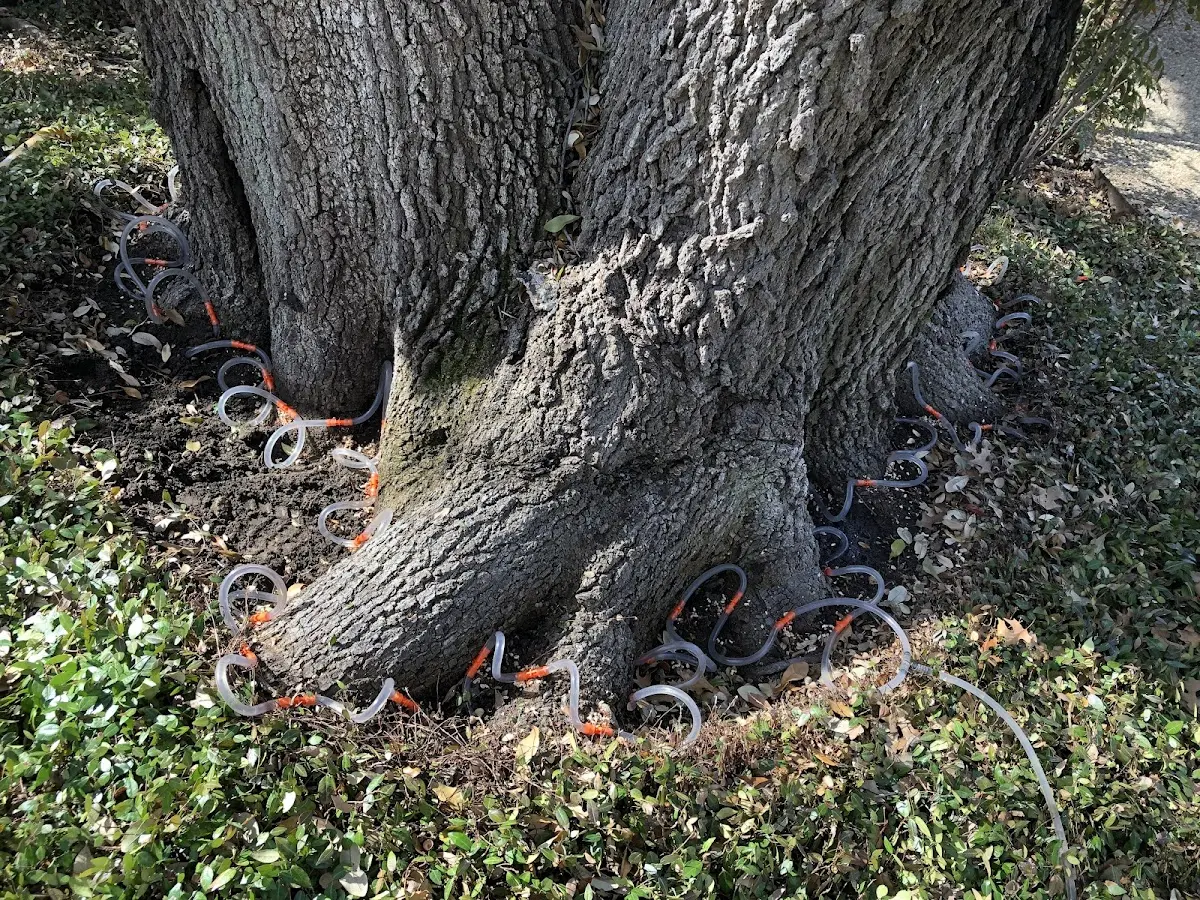 Detailed Tree Cabling and Bracing job site in Lowell