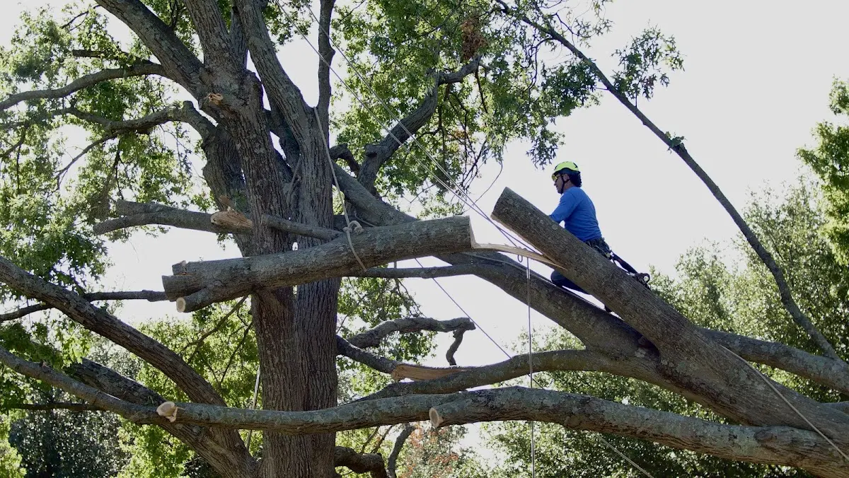 Professional Crown Thinning performed by certified arborists in Lowell