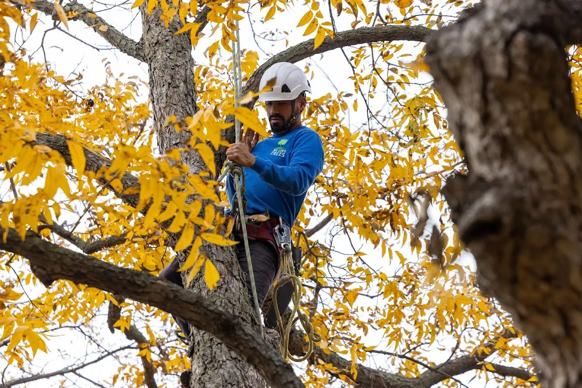 Skilled Emergency Tree Service crew working in Lowell